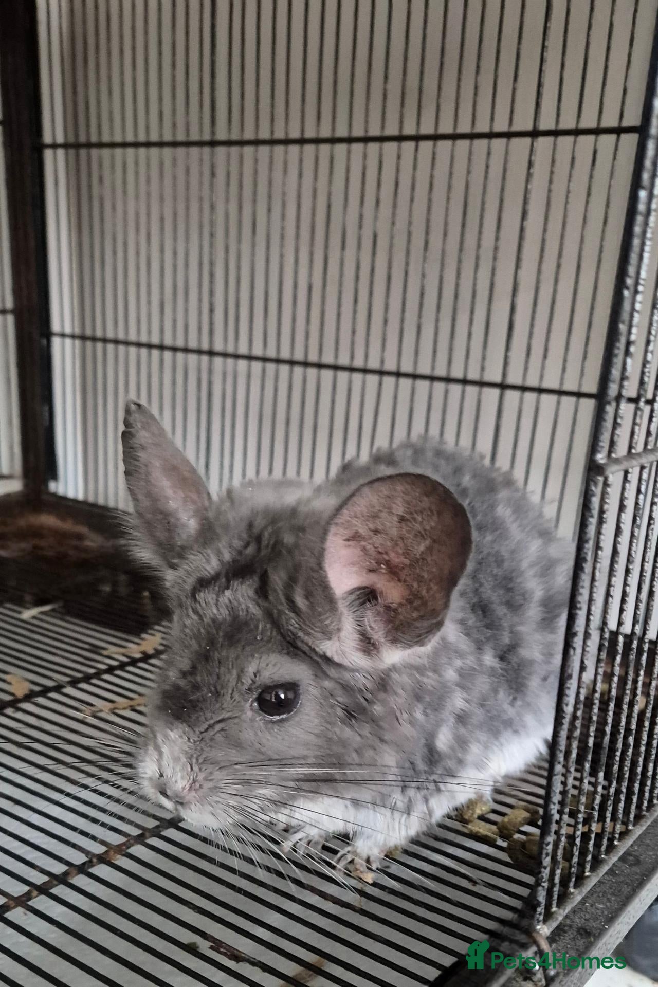 Chinchilla rodents 🌟 Adult Chinchilla (12 Years old) - Advert 7