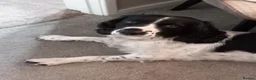 English Springer Spaniel dogs for sale: English Springer Spaniels Puppies  - Advert 10