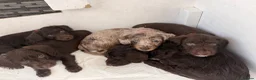 Mixed Breed dogs for sale: Doxiepoos  - Advert 15