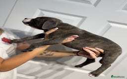 Staffordshire Bull Terrier dogs for sale: Blue Staffordshire bull terrier  - Image 10