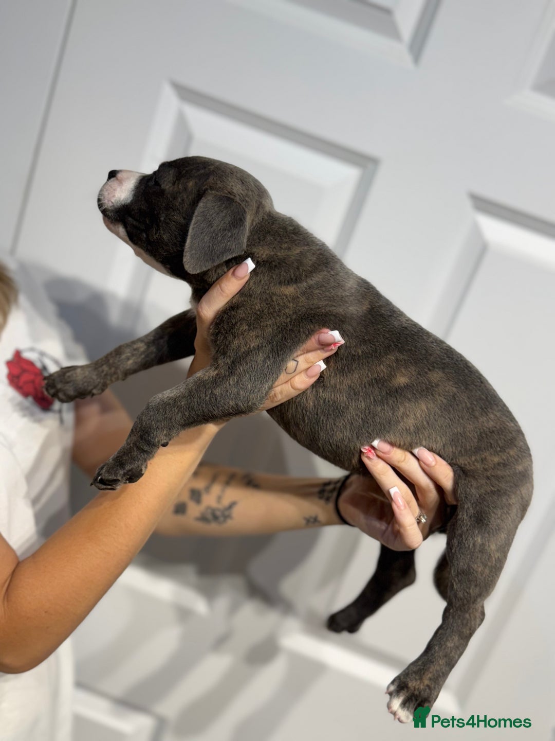 Staffordshire Bull Terrier dogs for sale: Blue Staffordshire bull terrier  - Image 10