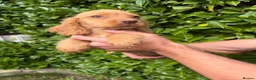 Cocker Spaniel dogs for sale: 🐾Beautiful cocker spaniel puppy’s 🐾 - Advert 6