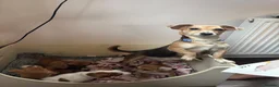 Jack Russell dogs for sale: Beautiful Tiny Full Jack Russell puppies  - Advert 10
