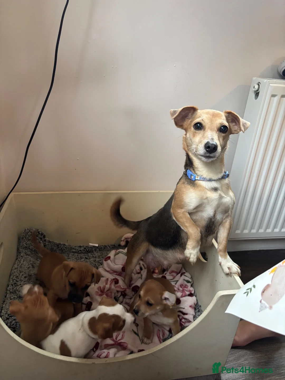 Jack Russell dogs for sale: Beautiful Tiny Full Jack Russell puppies  - Advert 10