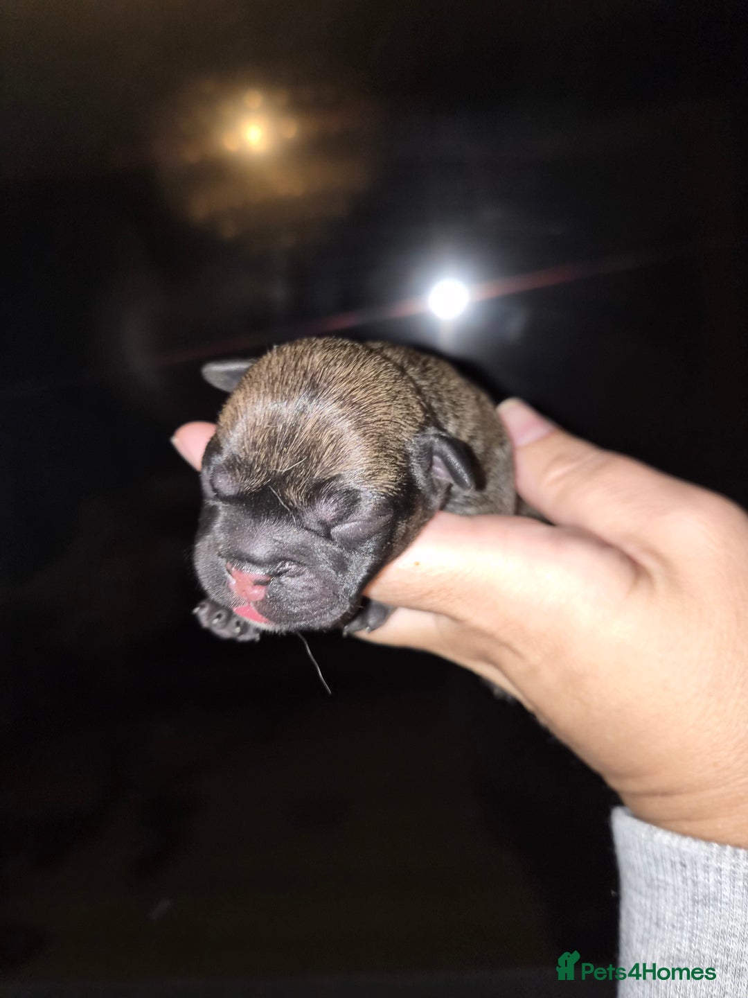 Mixed Breed dogs for sale:  Female Hybrid Bulldog Pups - Image 3