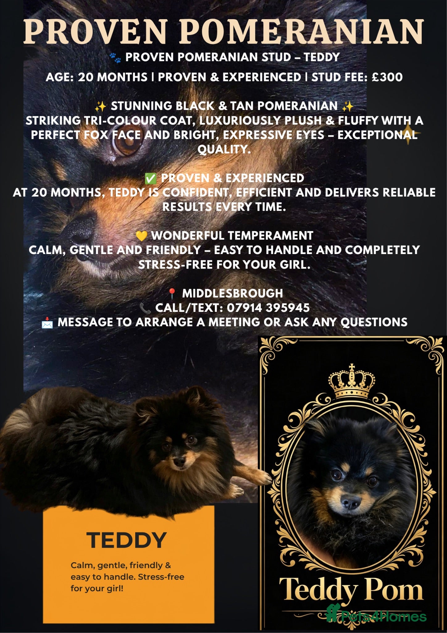 Pomeranian dogs STUD 👑 TEDDY 🐾 - Advert 1