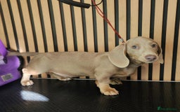 Miniature Dachshund dogs for sale: Smooth Coat Minature Dachshund Male - Image 6