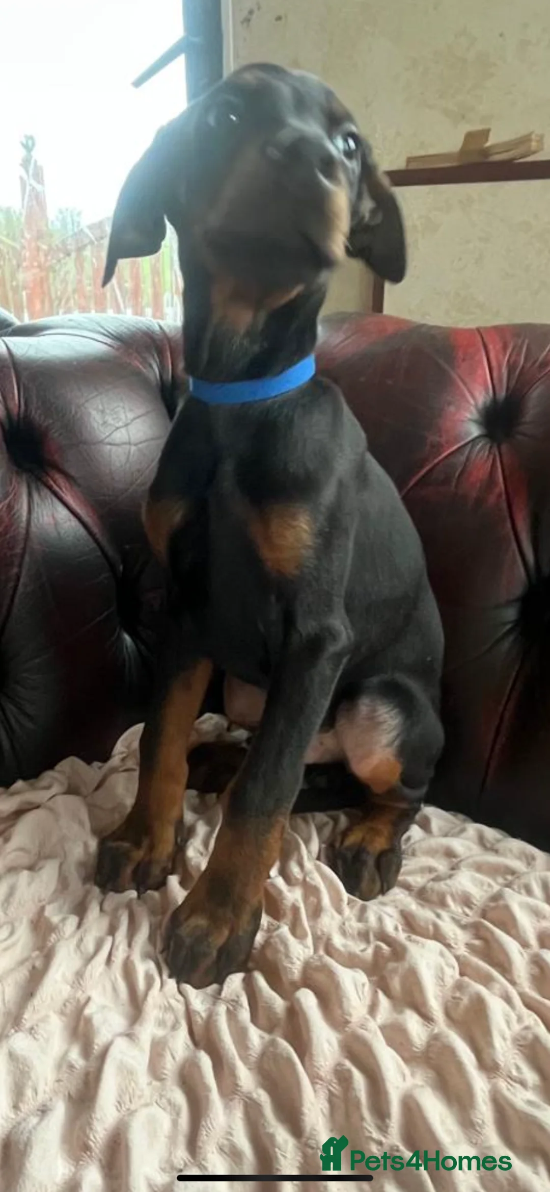 Dobermann dogs for sale: Doberman  - Advert 10