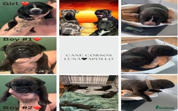 Cane Corso dogs for sale: Beautiful Cane Corso Puppies - Image 1