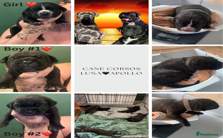 Cane Corso dogs - Advert 1