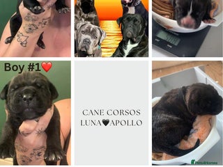 Cane Corso dogs - Advert 1