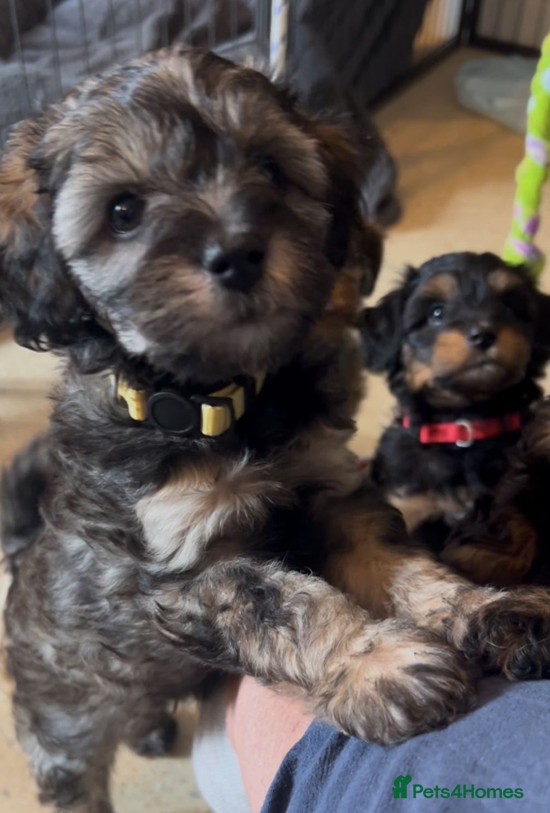 Mixed Breed dogs for sale: Tibetan x Toy Poodle - Image 9