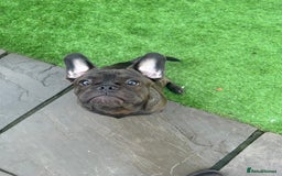 Mixed Breed dogs for sale: 6m staffy/frenchie/pug mix for sale due to cancer - Advert 3