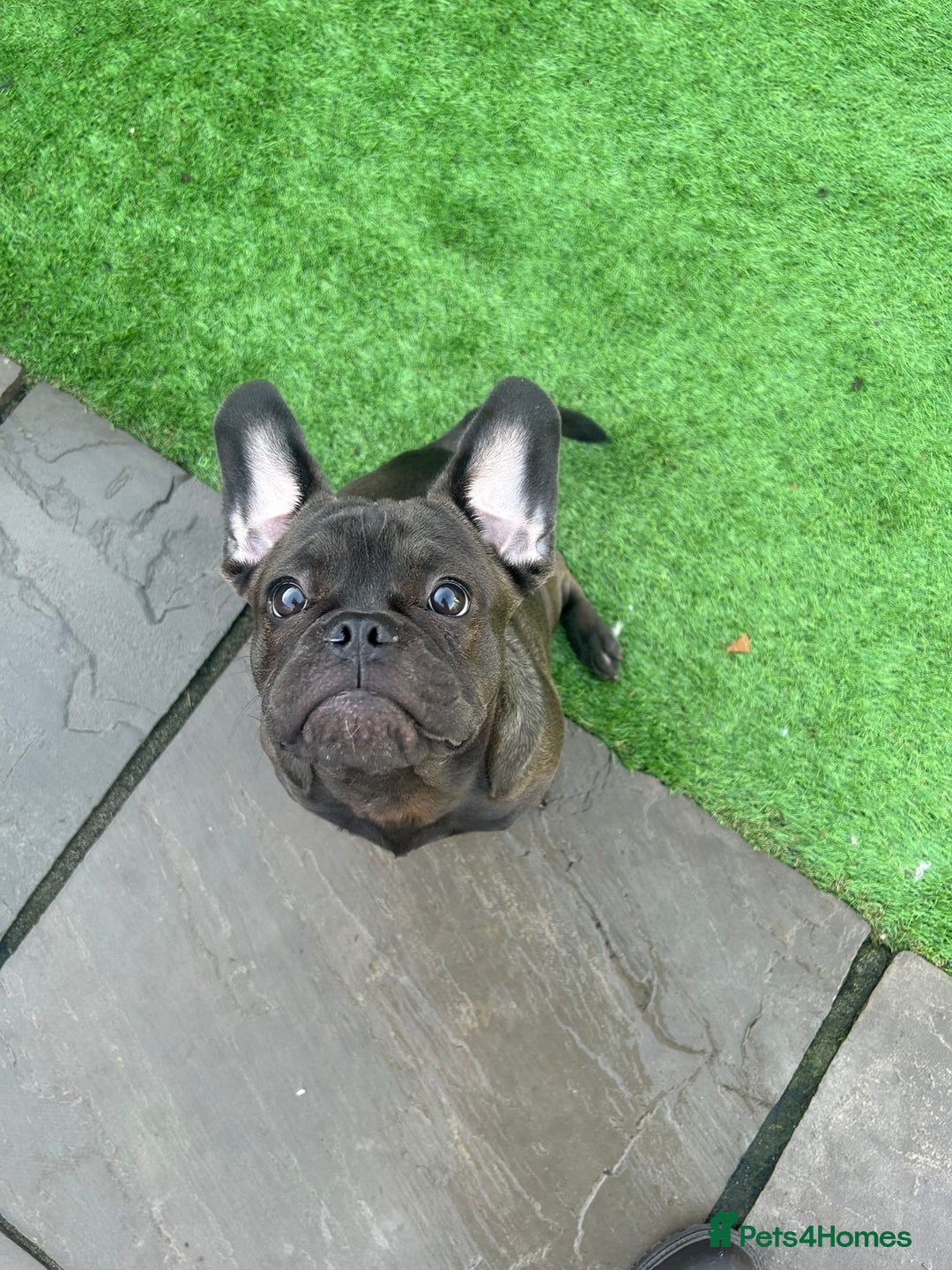 Mixed Breed dogs for sale: 6m staffy/frenchie/pug mix for sale due to cancer - Advert 3