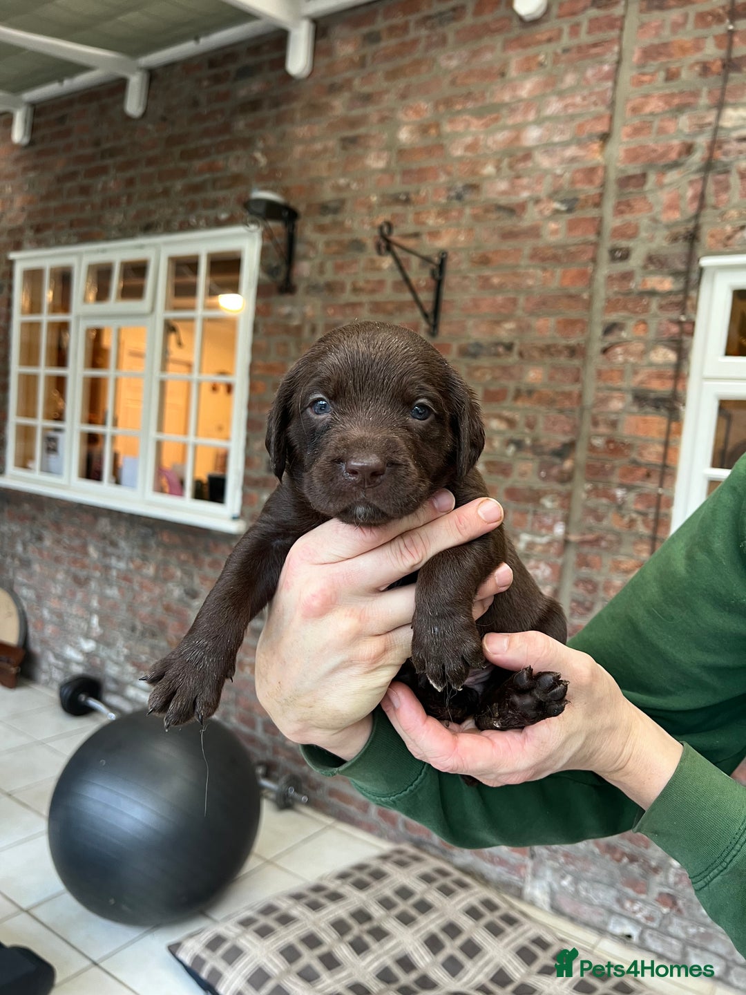 Springador dogs for sale: Quality Springadors: Health Tested, Working Lines - Advert 5