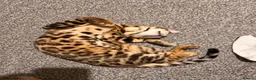 Bengal cats for sale: F3 Bengal glitter coat  in Nottingham - Advert 6