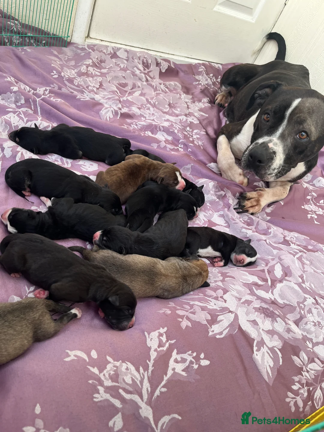 Mixed Breed dogs for sale: American Bulldog x Siberian Husky Pups - Advert 1
