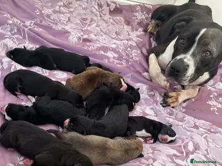 Mixed Breed dogs American Bulldog x Siberian Husky Pups - Advert 7