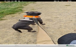 Staffordshire Bull Terrier dogs for sale: Full Blue staff - Image 3