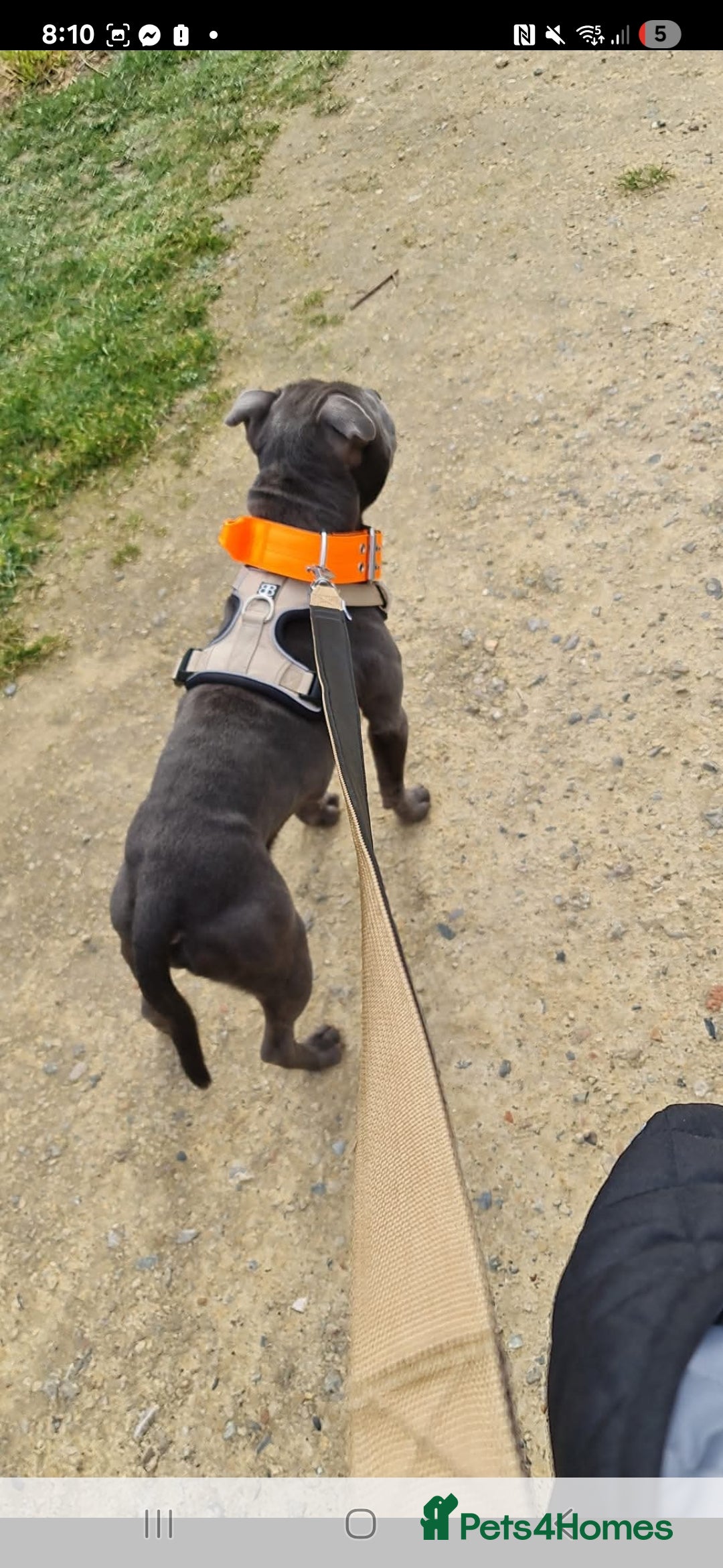 Staffordshire Bull Terrier dogs for sale: Full Blue staff - Image 3