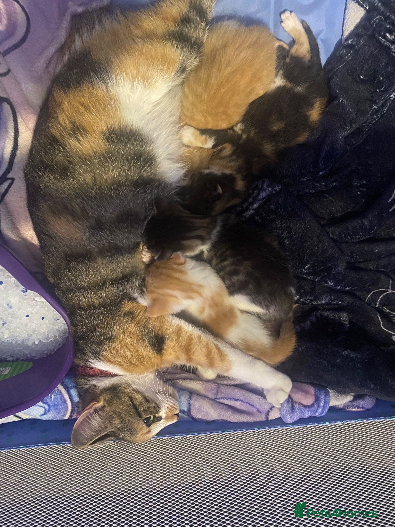 Mixed Breed cats 4 Beautiful fluffy kittens  - Advert 2