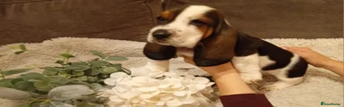 Basset Hound 6