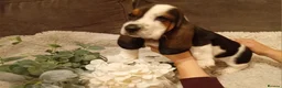 Basset Hound dogs for sale: Beautiful basset hounds - Advert 9