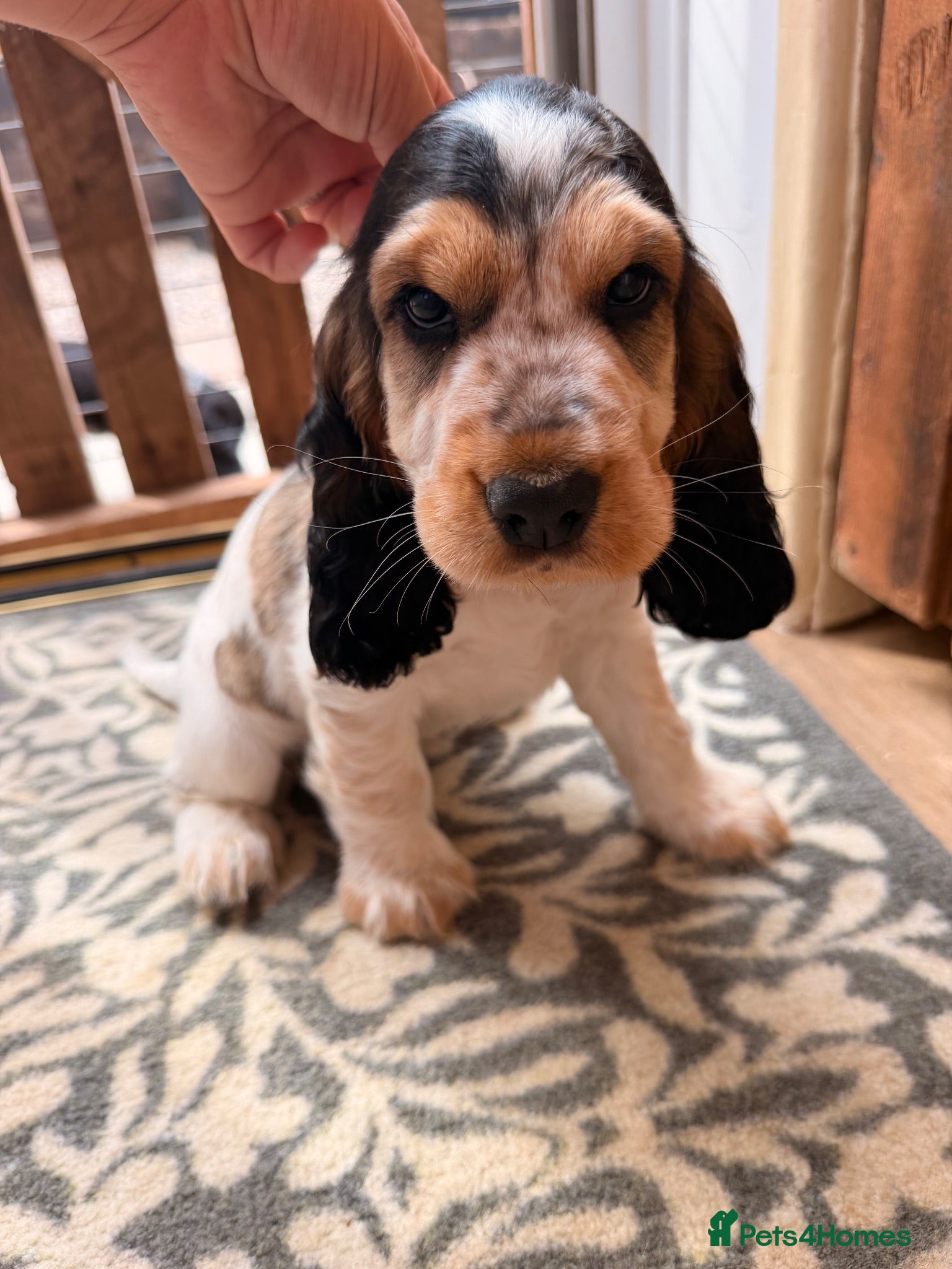 Cocker Spaniel dogs ⭐️READY Outstanding KC Show cocker spaniel puppies - Advert 1