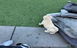 Akita dogs for sale: Beautiful Akita girl puppy for sale  - Image 8
