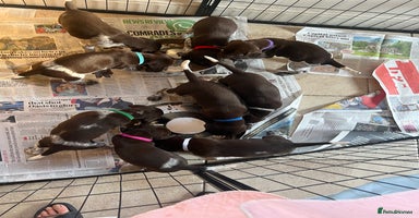 German Shorthaired Pointer dogs - Advert 2