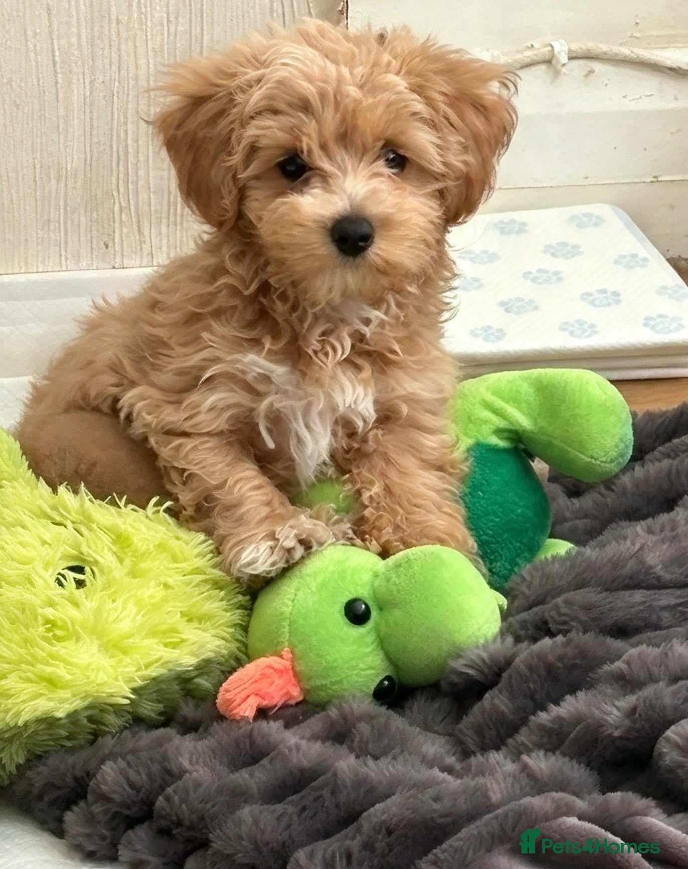 Maltipoo dogs READY NOW!! Beautiful girl 🩷🩷 - Advert 1