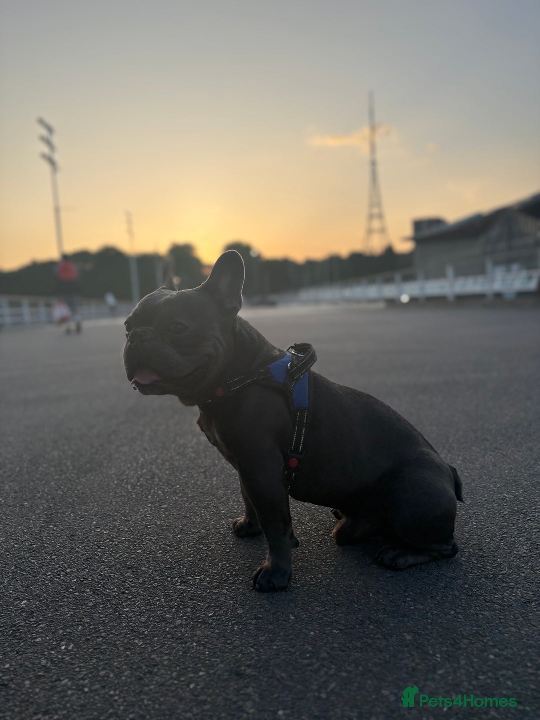 French Bulldog dogs for stud: Stunning French bulldog - Advert 2