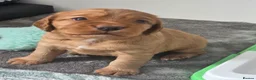 Mixed Breed dogs for sale: Cockalier puppies for sale DEPOSIT SECURES - Advert 3