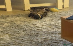 Mixed Breed cats for sale: Mixed Maine coon & bengal kitten - Image 5