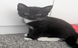Mixed Breed cats for sale: Tuxedo kitten looking for a new home - Image 1