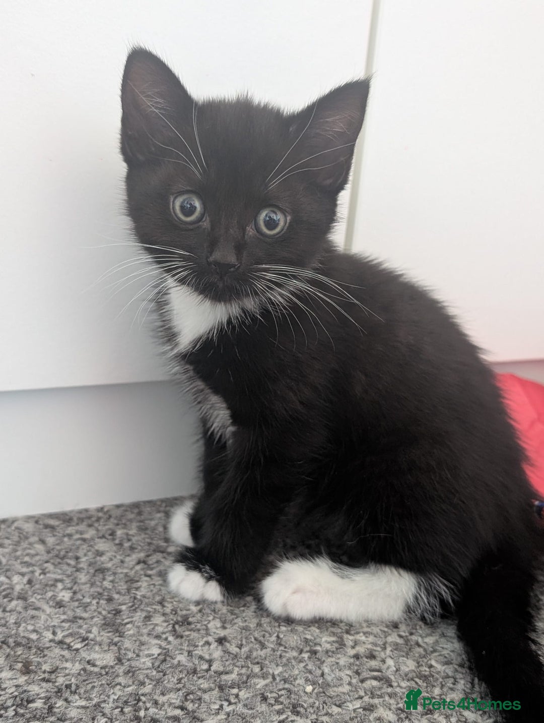 Mixed Breed cats for sale: Tuxedo kitten looking for a new home - Image 1