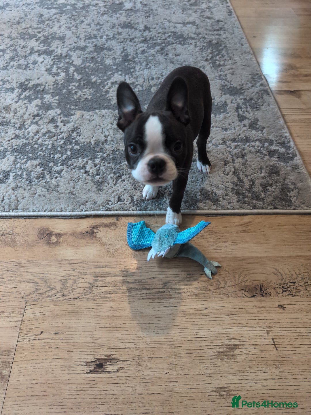 Boston Terrier dogs for sale: SOLD** - Advert 5