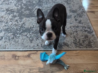 Boston Terrier dogs Fully vaccinated KC Registered Boston Terrier pup - Advert 3