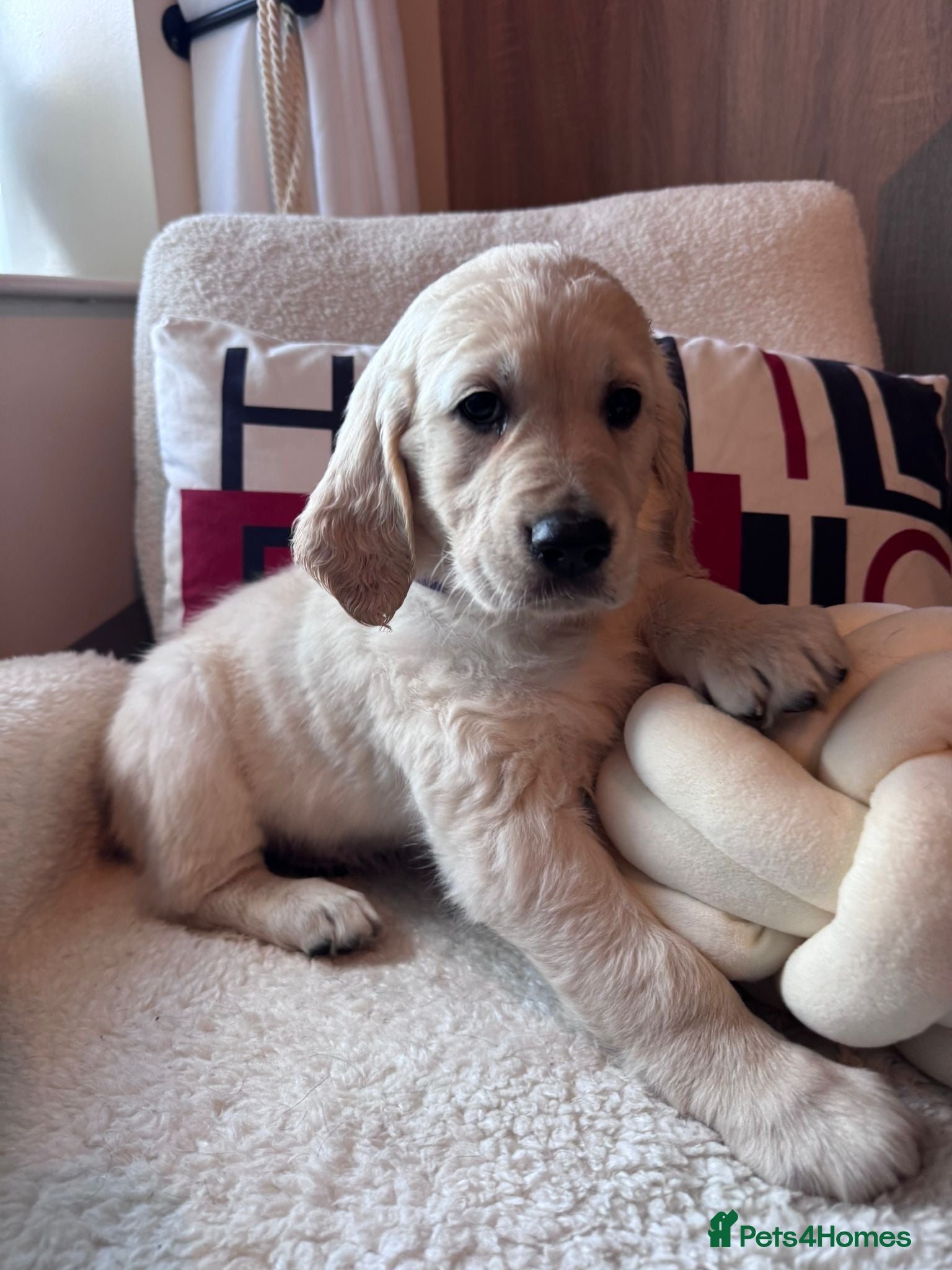 Golden Retriever dogs 2x KC registered female Golden retriever puppies  - Advert 7