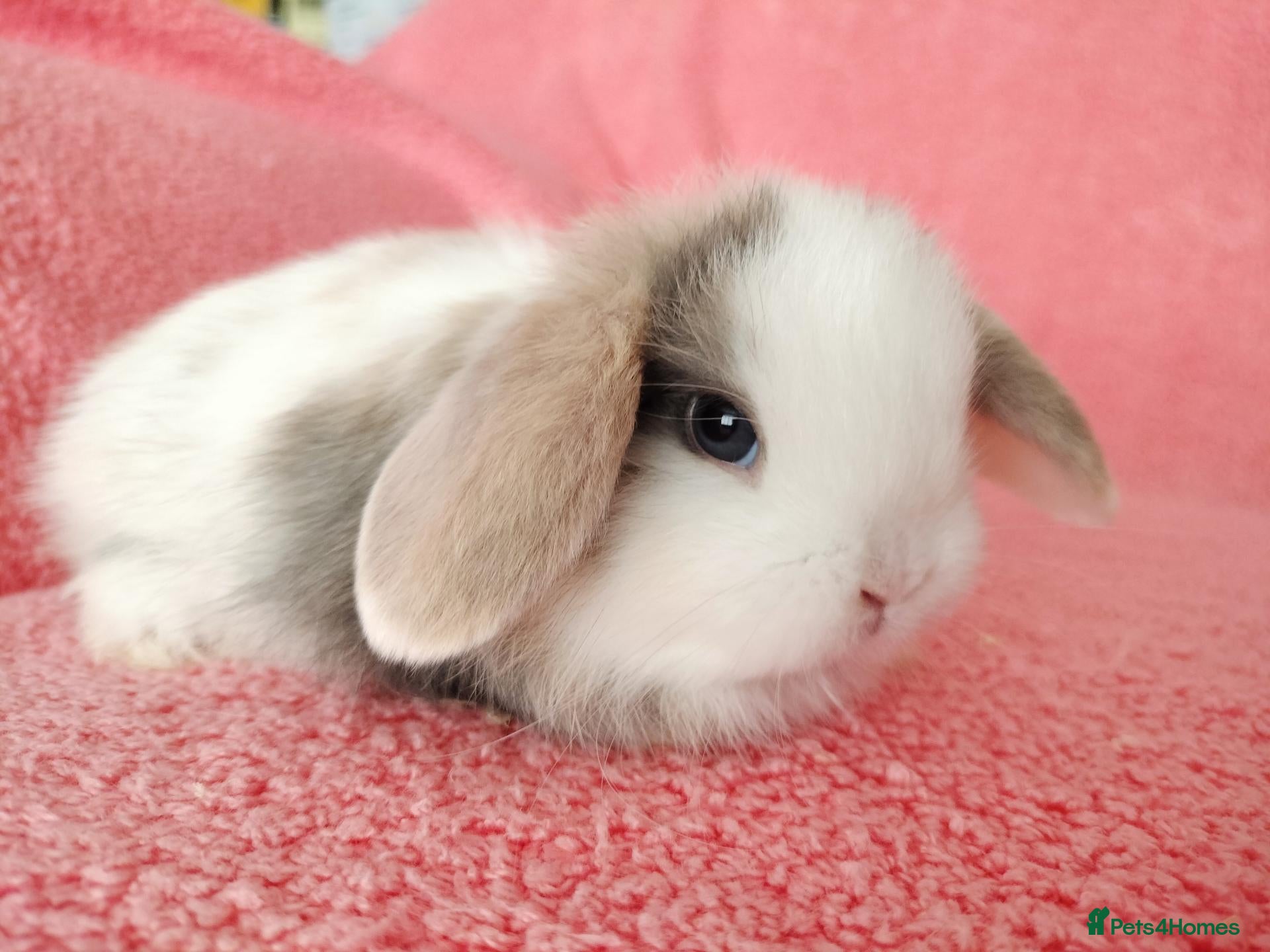 Mini Lop rabbits Baby mini lops for sale  - Advert 2