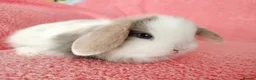 Mini Lop rabbits for sale: Baby mini lops for sale  - Advert 1