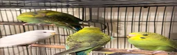 Budgerigars birds for sale: Budgies BW and Split BW - Advert 3