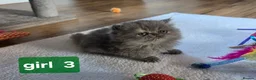 Persian cats for sale: PERSIAN  **  KITTENS LOOKING FOR NEW HOMES  - Advert 3
