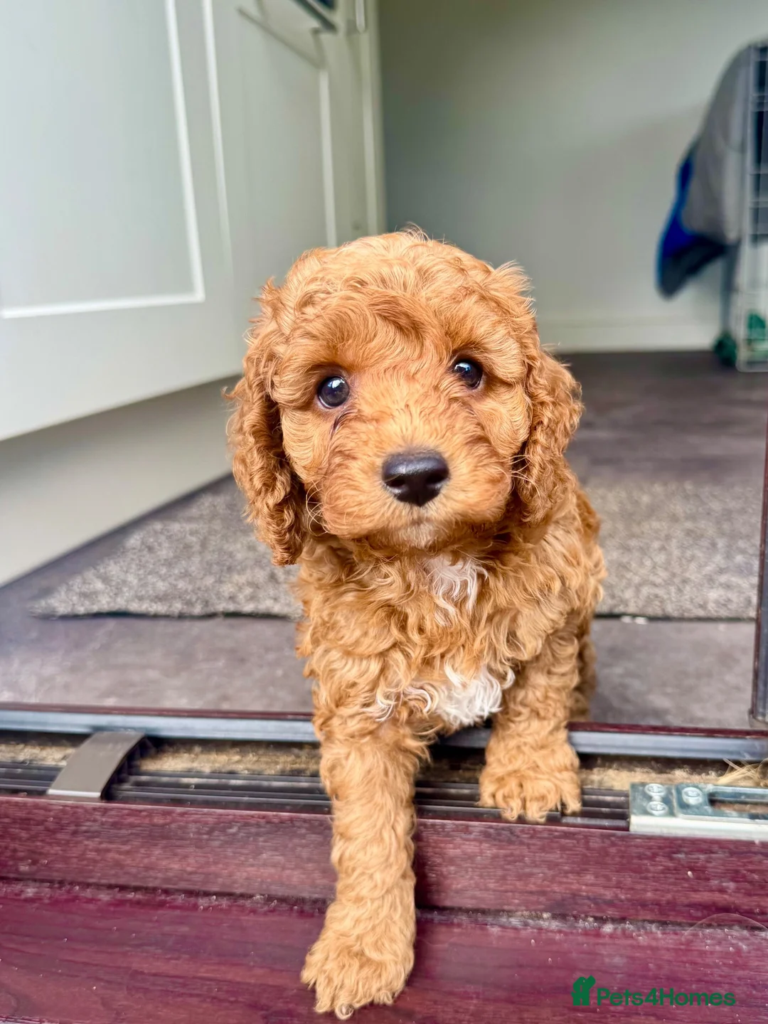 READY NOW! 1 MALE BEAUTIFUL COCKAPOO PUPPY for sale in Leominster ...