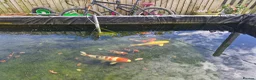 Koi Carp fish for sale: Beautiful koi carp - Advert 7