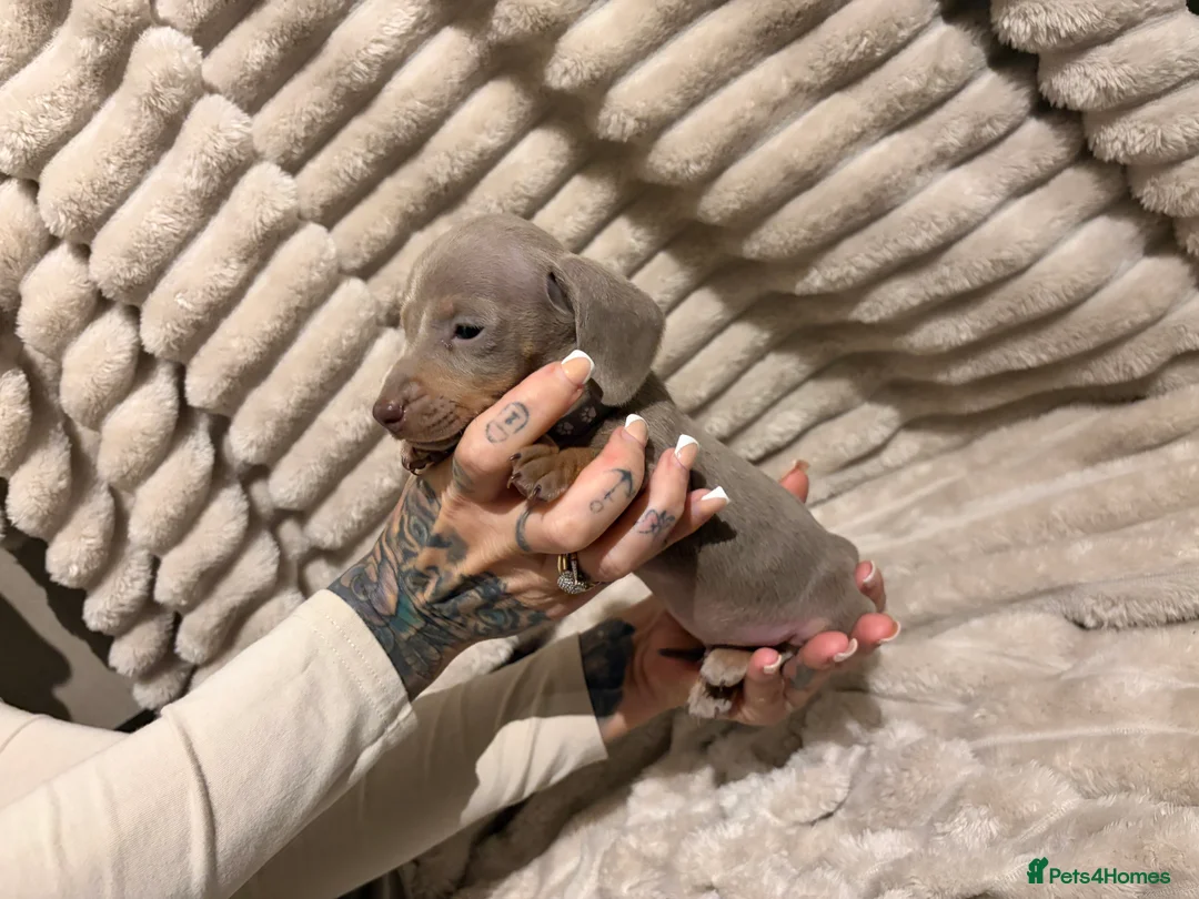 Miniature Dachshund dogs for sale: Miniature Dachshund Isabella’s puppy’s 😍😍 - Advert 10