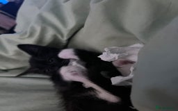 Savannah cats for sale: Sooty the sweetest Savannah cross - Image 8