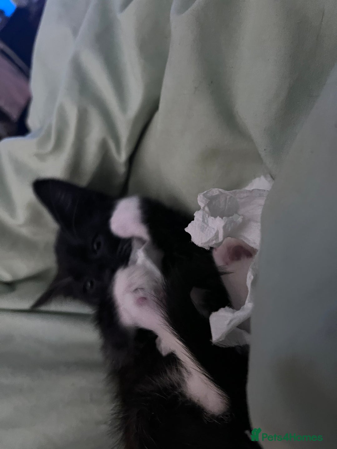 Savannah cats for sale: Sooty the sweetest Savannah cross - Image 8