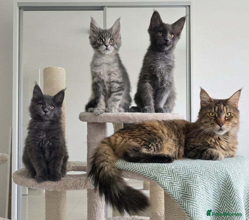 Maine Coon cats Maine Coon Kitten ready - Advert 1