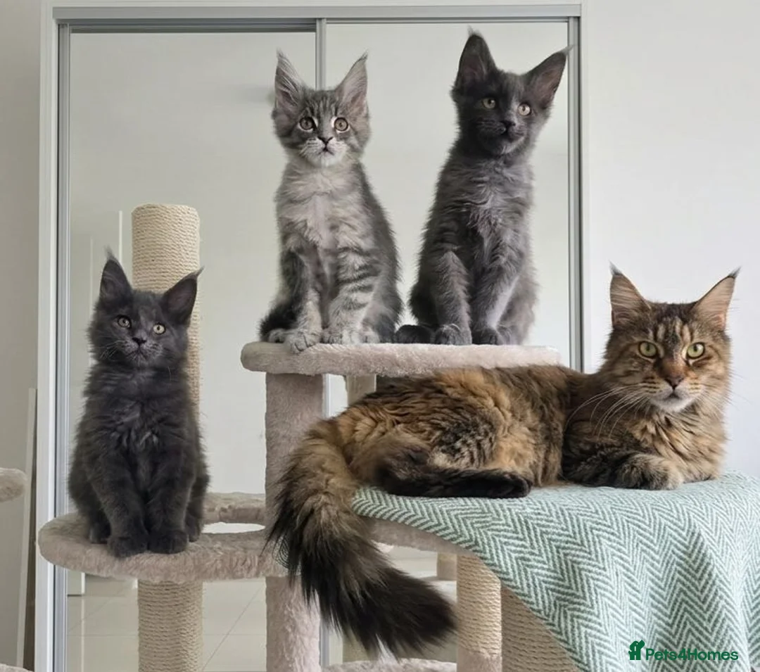 Maine Coon cats for sale: Maine Coon Kitten ready - Advert 1